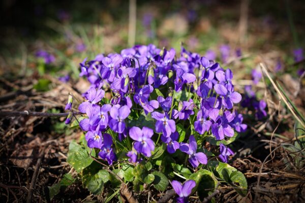 Metsikud maitsed: õrn kannike peletab depressiooni ja toob nii õnne kui tervist