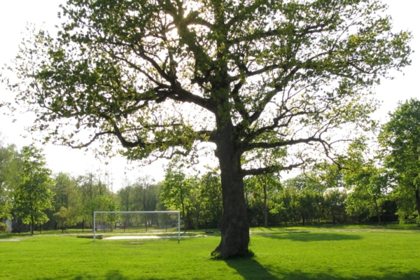 Palju õnne, Eesti! Orissaare tamm võitis Euroopa Aasta Puu 2015 tiitli!