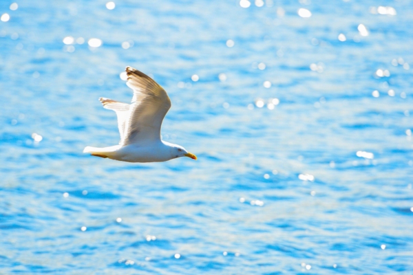 Uurimus: 90% merelindude kehas leidub plastijäänuseid
