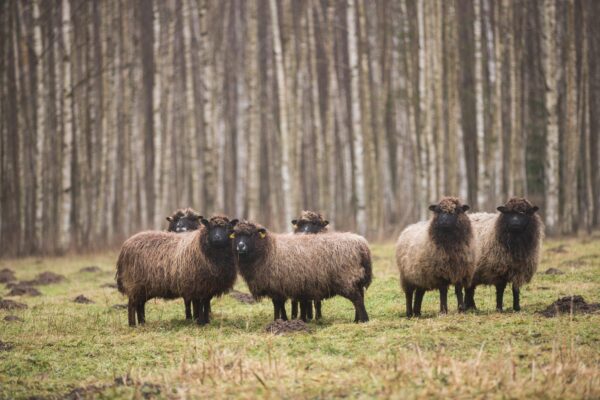 Rahvakalendri järgi on täna lambapäev: keelatud on kudumine, nõelumine ja villaga seotud tööd