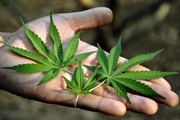 Täna toimub Tartus Kanepikohvik, kus on lubanud osaleda ka poliitikud