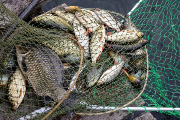 Merekaitsja: kalad võivad peagi ookeanist kaduda