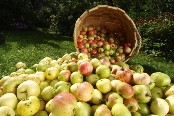 Kodumaised õunad on tervise sõbrad! Vaata, millised sordid on eriti antioksüdantiderikkad?