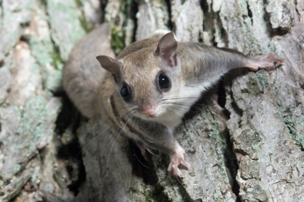 Lendorava petitsioon jõuab riigikokku. Allkirjade kogumine jätkub pühapäeva südaööni.