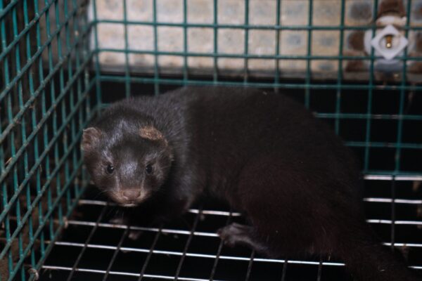 Pamela Anderson avaldab kirjas Riigikogu esimehele toetust karusnahavabale Eestile