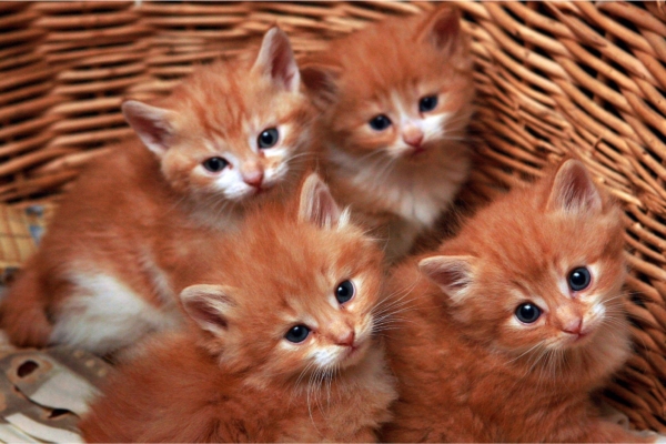 Eesti Loomakaitse Selts kutsub valima 2016. aasta kolme kõige loomasõbralikuma ja -vaenulikuma teo vahel