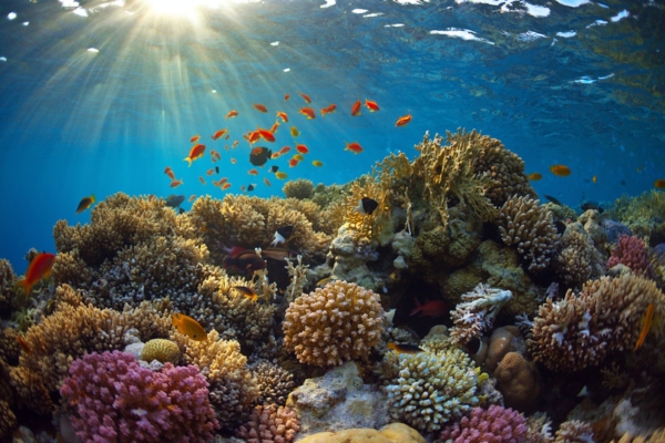 Kuula, loodus räägib sinuga: korallrahu