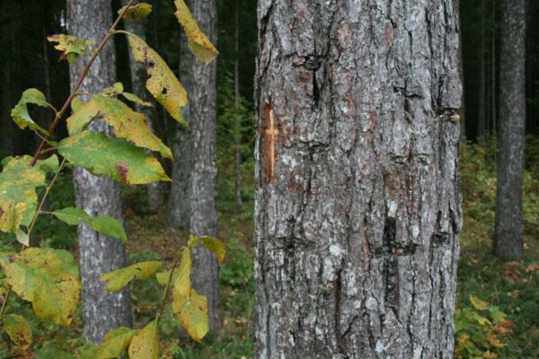 Muinsuskaitseamet kavandab samme ristipuude kaitseks