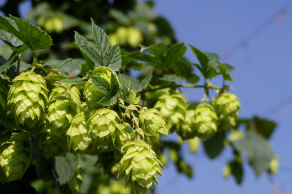 Rahustav humal turgutab tervist ja annab elujõudu