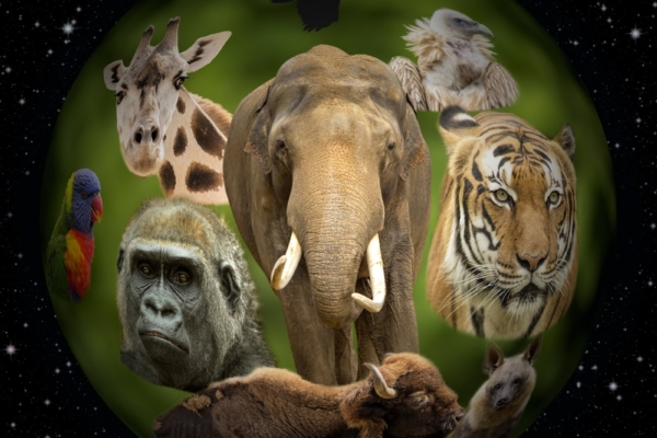 Maailma Looduse Fond: kaks kolmandikku elusloodusest on halvimal juhul nelja aasta pärast planeedilt pühitud