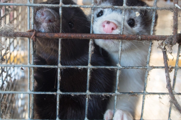 Loomakaitsjad avaldavad esmaspäeval riigikogu ees meelt karusloomafarmide keelustamise poolt