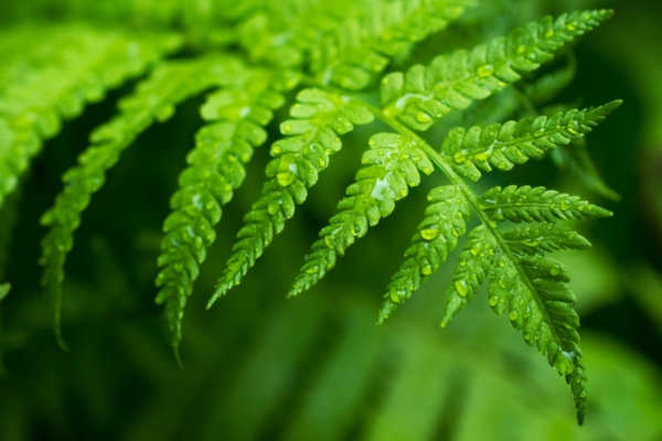 Sõnajalaõis: lõppematu rikkuse allikas või hoopis kaunis väljamõeldis?