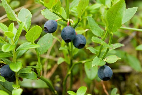 Mäluparandaja mustikas teravdab silma, hoiab kõhu korras ja tagab imelise nooruse