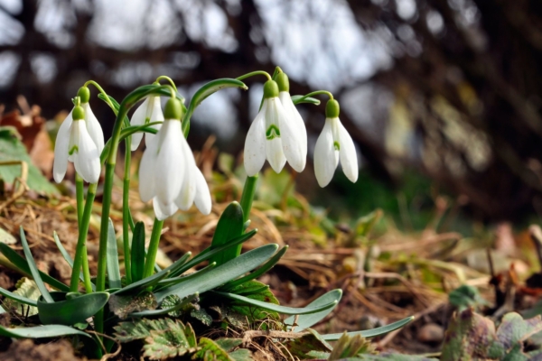 Algas kevad: Tänase ilma järgi saab ennustada terve eeloleva aasta ilmaolusid!