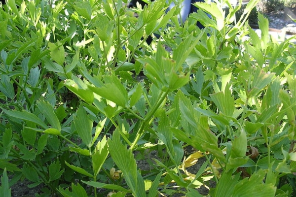 Taimetarkus: leeskputkevein leevendab valulikku köha