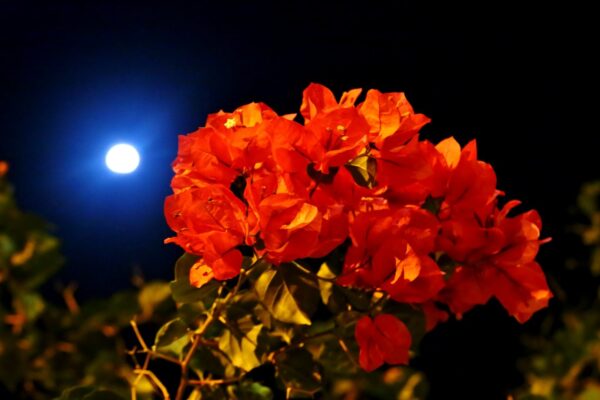 Käes on täiskuuaeg: kuidas mõjutab Kuu taimekasvu?