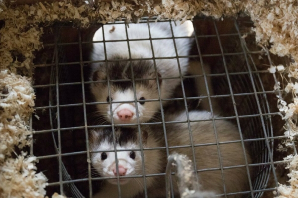 Uuring: karusloomafarmide keelustamist pooldab rohkem Eesti inimesi kui kunagi varem