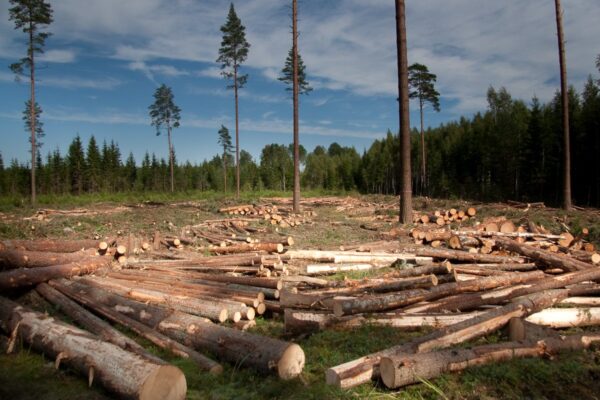 Aburi hiie lageraie – kas suudame lõpetada pühapaikade rüüstamise?