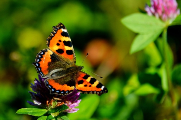 Täna on rahvakalendri järgi eliapäev, mis on suve keskpaiga määraja