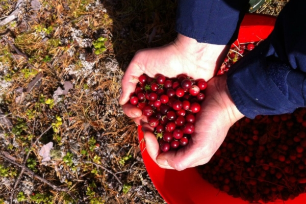 Kodumaine supermari tagab pika eluea: vaid kolm jõhvikat päevas aitab elada saja aastaseks