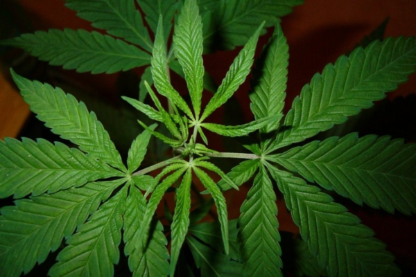 Tervendav kanepimahl suudab isegi vähki ravida