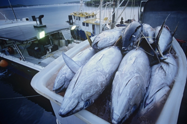 Neli põhjust, miks ei tuleks süüa tuunikala