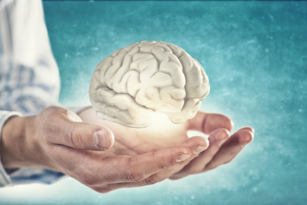 Inimese intelligentsuse võti võib peituda aju aeglases arengus