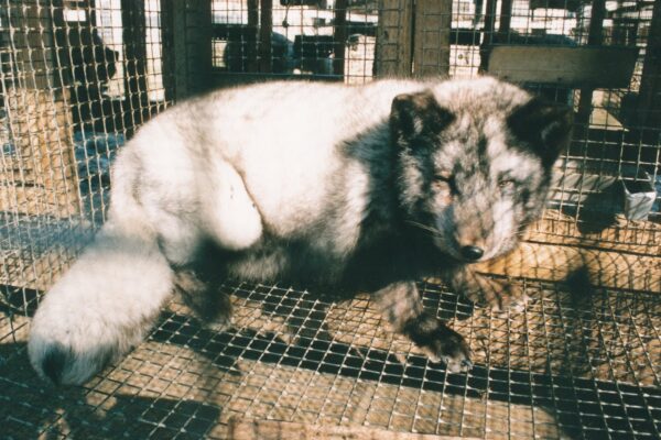 Hiina moedisainerid lubavad karusnahavaba tulevikku