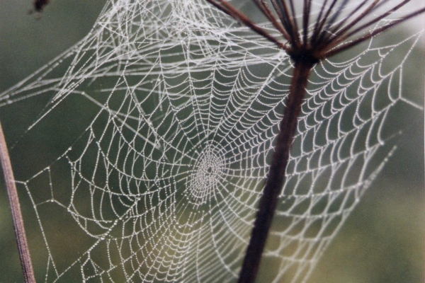 Kui loomad uuesti rääkima hakkavad – Joanna Macy taasühendamise töö