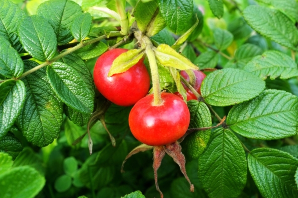 Kibuvits pakatab C-vitamiinist ja turgutab tõhusalt tervist