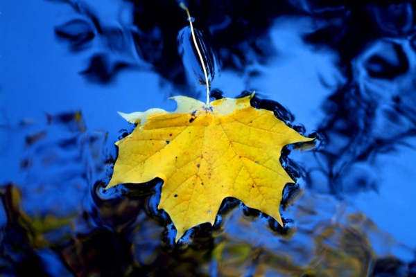 ALKEEMIA TAROSKOOP NOVEMBRIKS: Mis ootab sind ees armastuse, töö ja tervise osas?