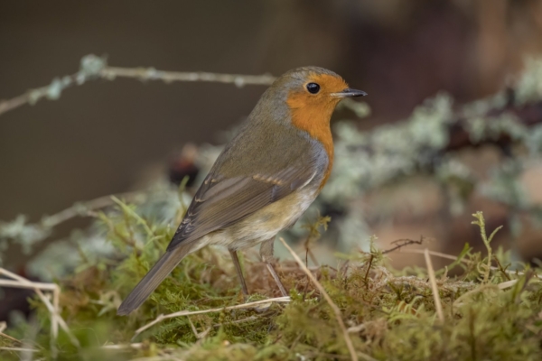 Eestlaste tehtud äpp lubab sul teada saada, milline lind metsas laulab