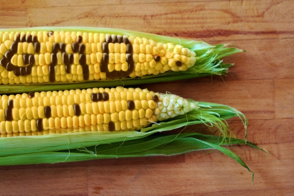“Mahemaa” Eesti hääletas Brüsselis jälle GM-maisi kasvatamise poolt