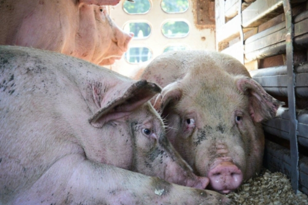 Üleskutse: aita peatada elusloomade pikamaa transport