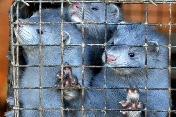 Poolas avaldati šokeeriv videomaterjal karusloomafarmidest