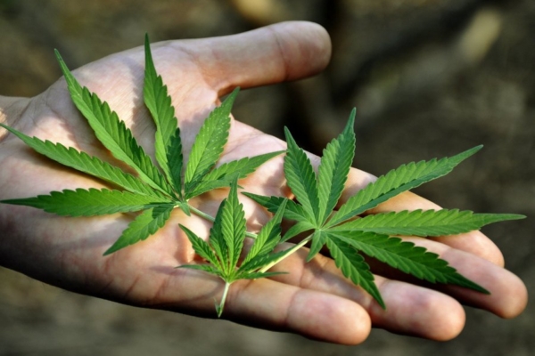 Emori uuring: 67% Eesti elanikest toetab kanepituru riiklikku reguleerimist