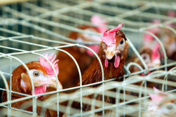 See Leedu munafarmi salavideo šokeeris Baltikumi