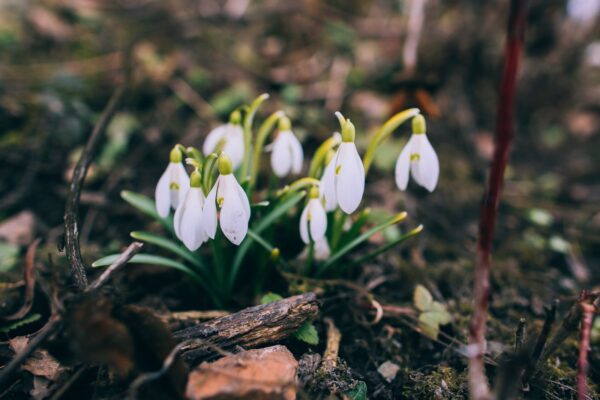 Täna on madisepäev ehk ussi äratamise päev, mille järgi saab ennustada suvist ilma