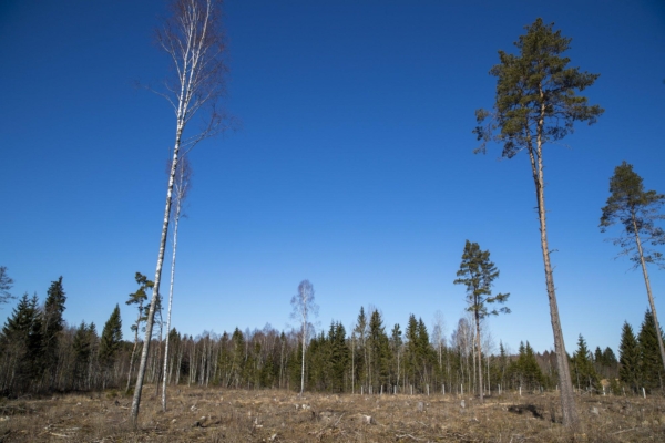 Eesti ja kogu Euroopa metsaraie on järsult hoogustunud