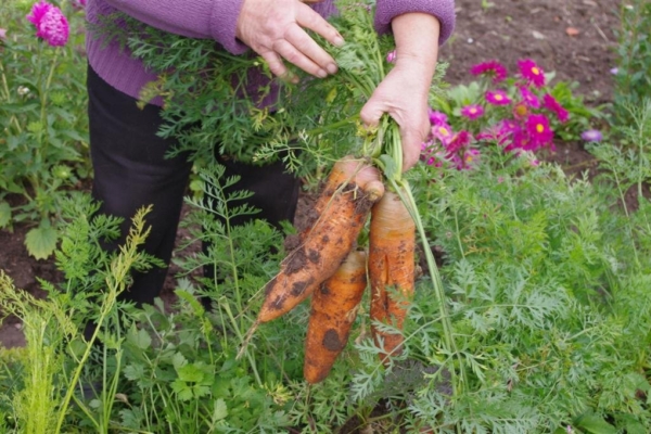 Liitu petitsiooniga – igale Eesti kodanikule tasuta aiamaa