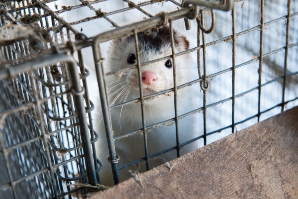 Luksusbränd Armani loobub karusnahast