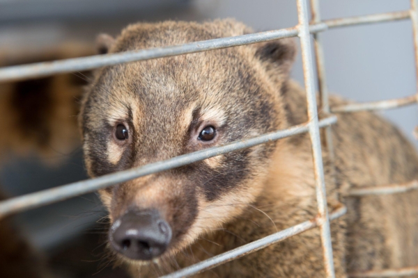Loomade eestkostjad: Eesti on tegemas olulist sammu loomasõbralikuma riigi suunas