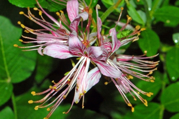 Oivaliselt lõhnav moosesepõõsas leevendab veresoonte lubjastumist