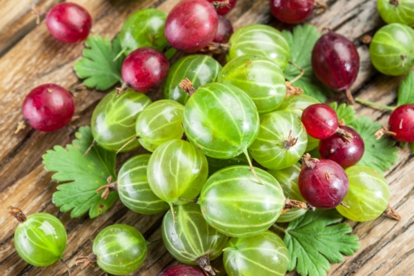 Käes on tikriaeg! Karusmari aitab leevendada vitamiinivaegust ja alandada kehakaalu