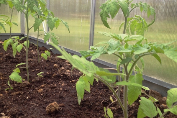 Vanarahva vägev ökonipp tomatite istutamisel: iga taime alla paar räime