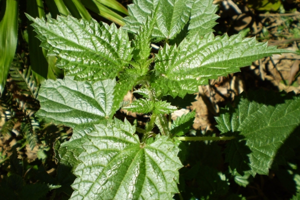 SAUNATARKUS: Nõgesevihta kasuta harva ja oskuslikult
