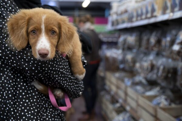 Täna toimub Salme kultuurikeskuses viies rahvusvaheline loomaõiguste konverents