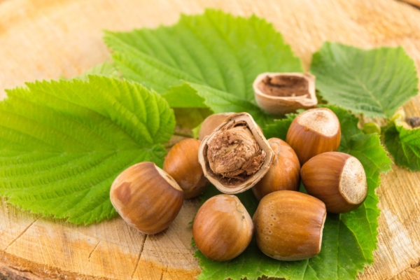 Maagiline sarapuu tõmbab ligi küllust ja kaitseb kurja eest