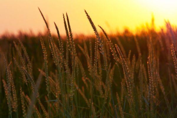 Rahvakalendri järgi on täna suvine peetripäev, mil süüakse piimatoite ja pidutsetakse