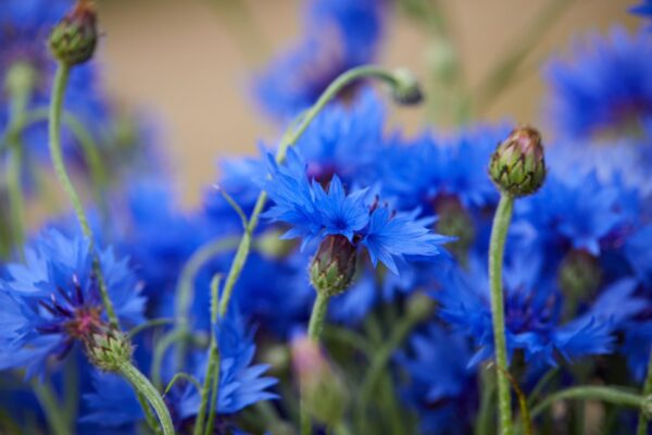 HEAD TAASISESEISVUMISPÄEVA! Hingepuudutavad tsitaadid Eestimaast ja vabadusest